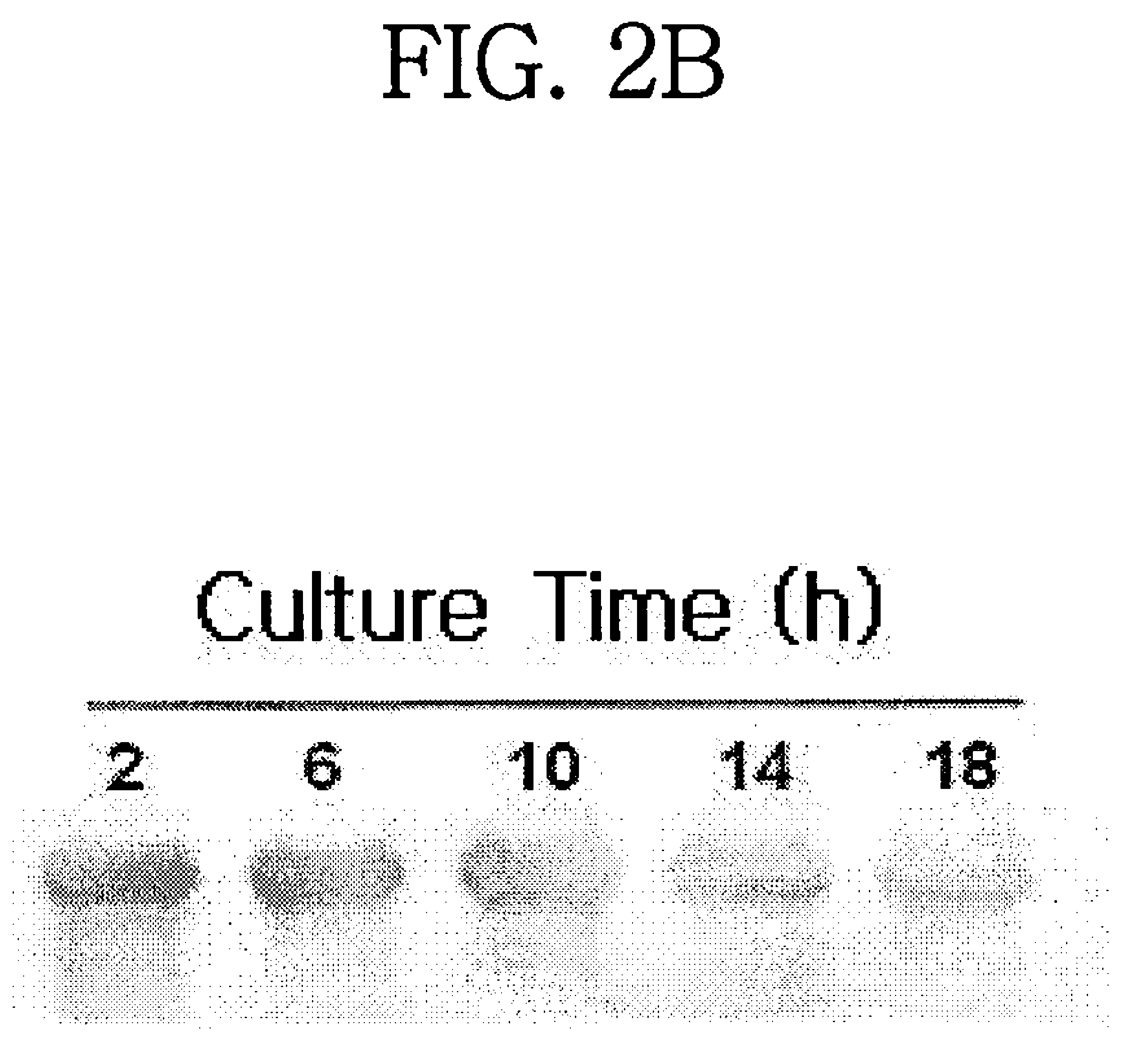 Translational elongation factor promoter from Pichia pastoris and method for producing recombinant protein using the same