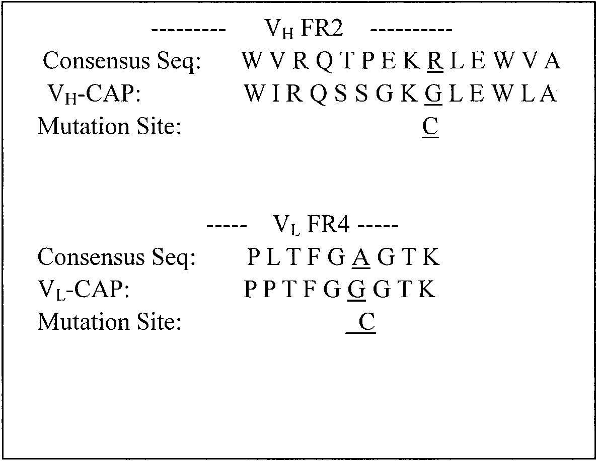 Disulfide-stabilized anti-chloramphenicol single-chain antibody as well as construction method and application thereof