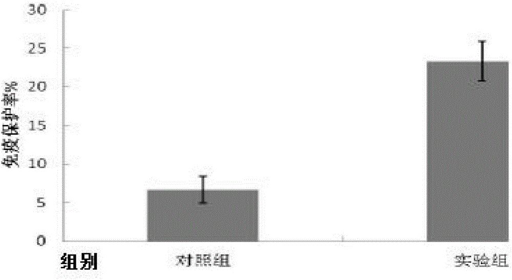 Microbial preparation applied in feeding of whiteleg shrimp, and preparation method and applications thereof