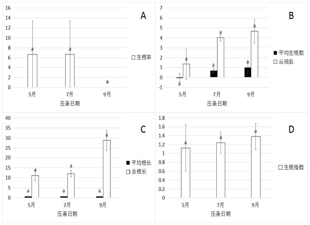 A kind of hydroponic method of dragon boat flower based on high-altitude layering