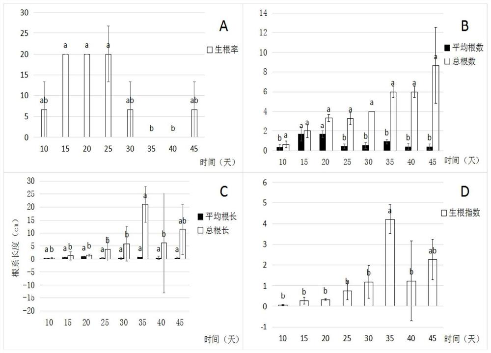 A kind of hydroponic method of dragon boat flower based on high-altitude layering