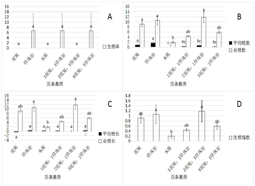 A kind of hydroponic method of dragon boat flower based on high-altitude layering