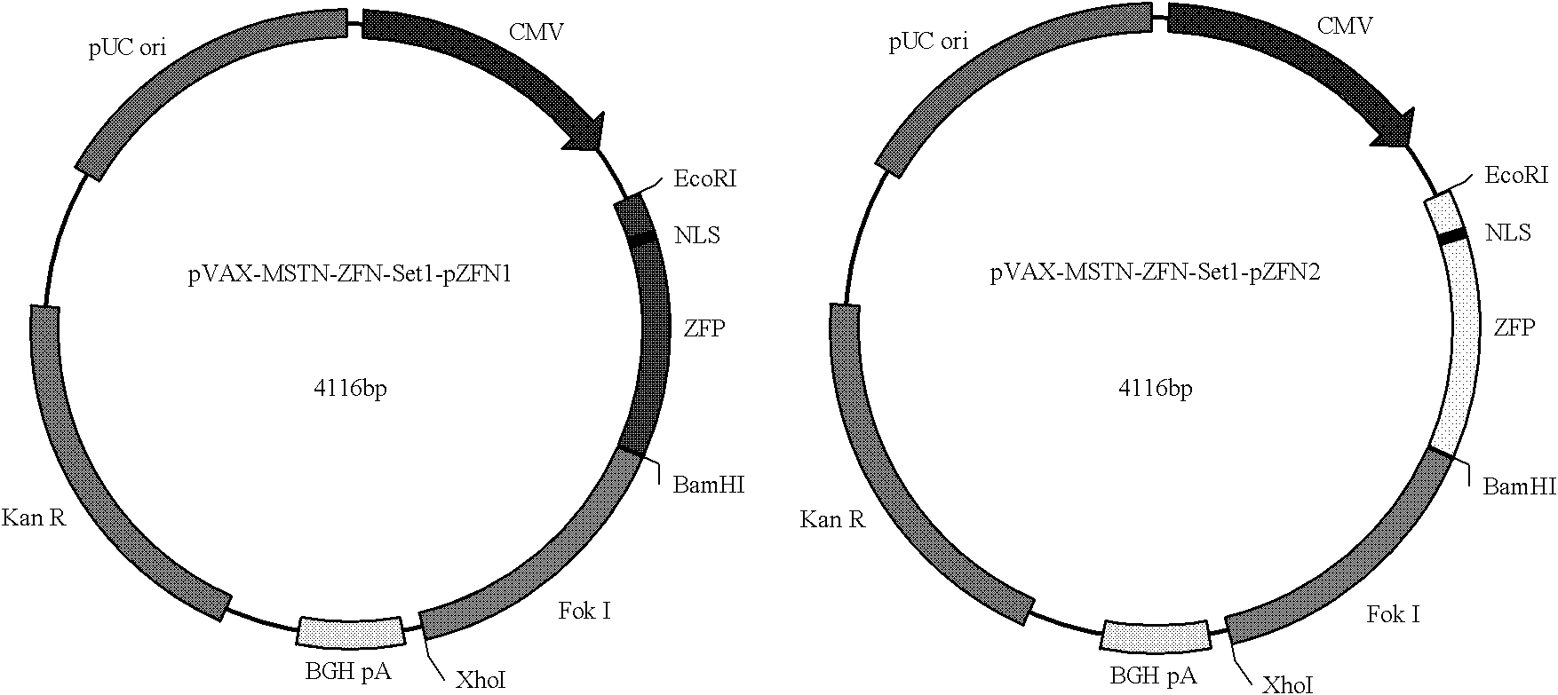 Method for knocking out bovine myostatin gene by using zinc finger nuclease