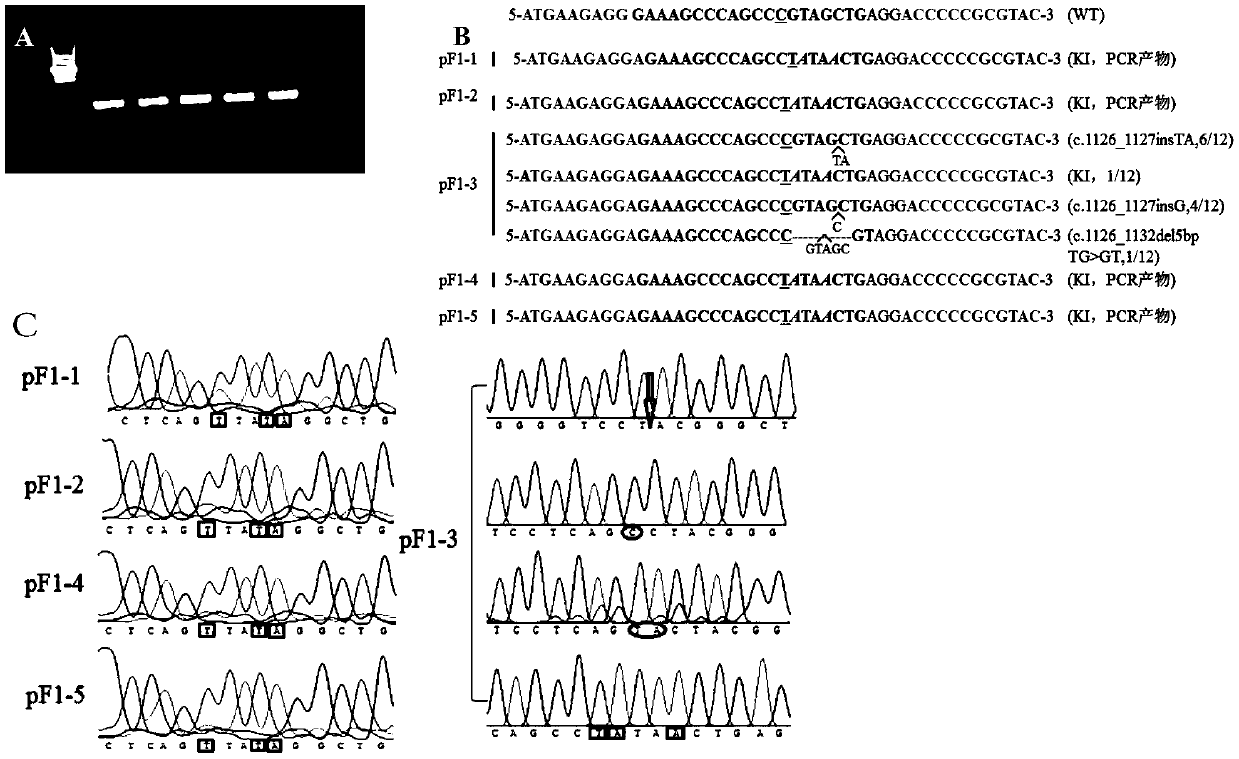 sgRNA for preparing skeletal dysplasia swine model and application thereof