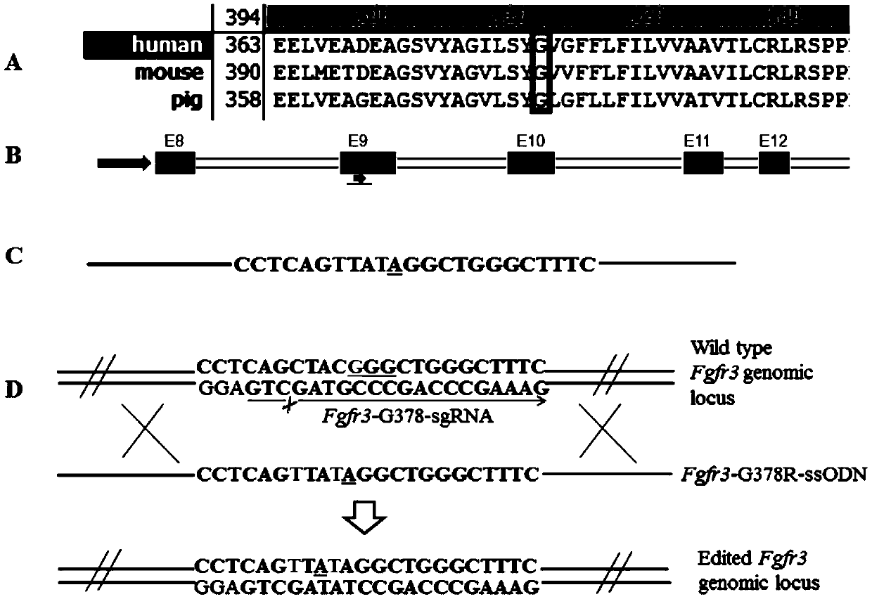 sgRNA for preparing skeletal dysplasia swine model and application thereof