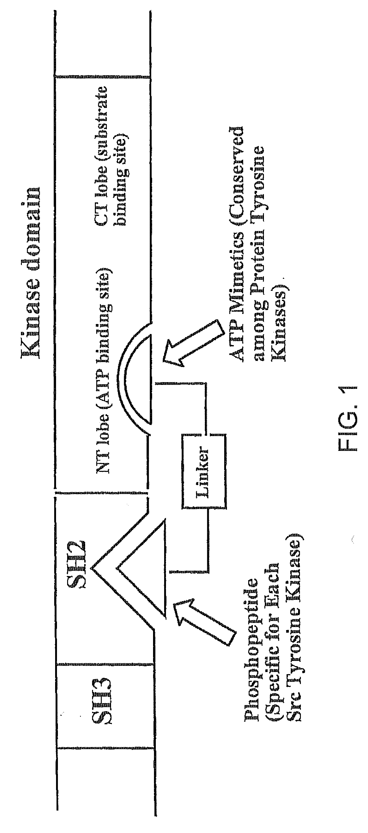 Bisubstrate inhibitors of protein kinases as therapeutic agents