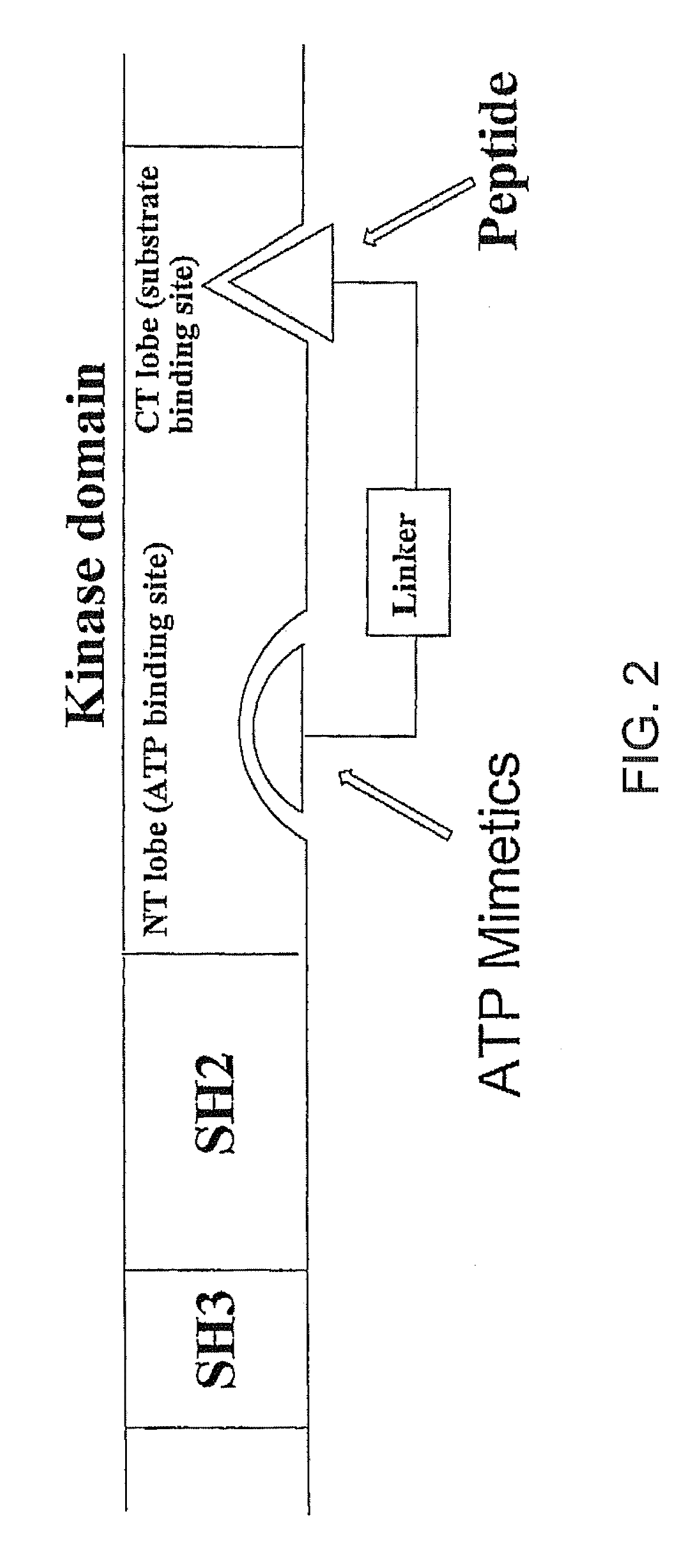 Bisubstrate inhibitors of protein kinases as therapeutic agents