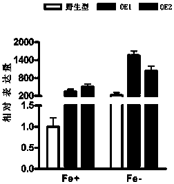 A method for improving iron deficiency tolerance in rice seedling stage