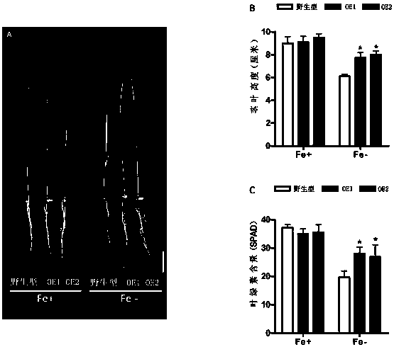 A method for improving iron deficiency tolerance in rice seedling stage