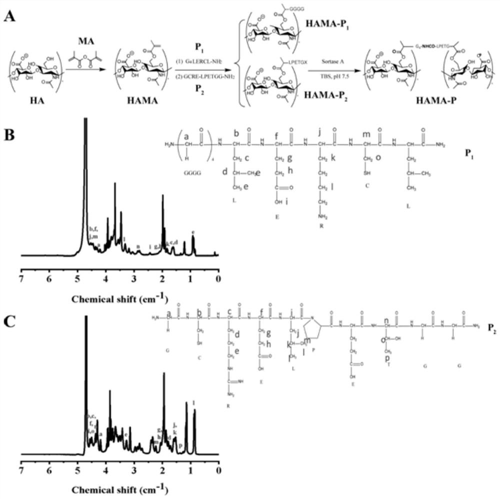 Preparation method and application method of double-network hydrogel for three-dimensional cell culture