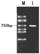 Tyrosine protein kinase receptor epha2 dominant epitope complex and its preparation method and application