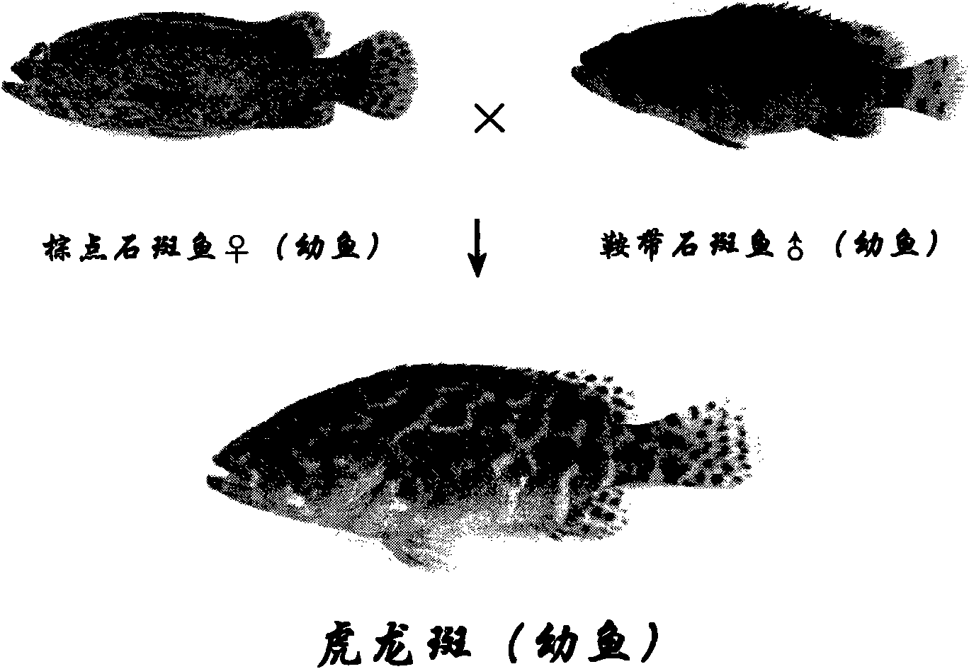 Method for breeding cross-bred 'Hulongban' fish