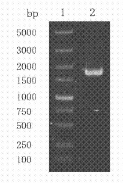 Construction method of engineering bacteria with constitutive expression of dextranase and preparation method of enzyme