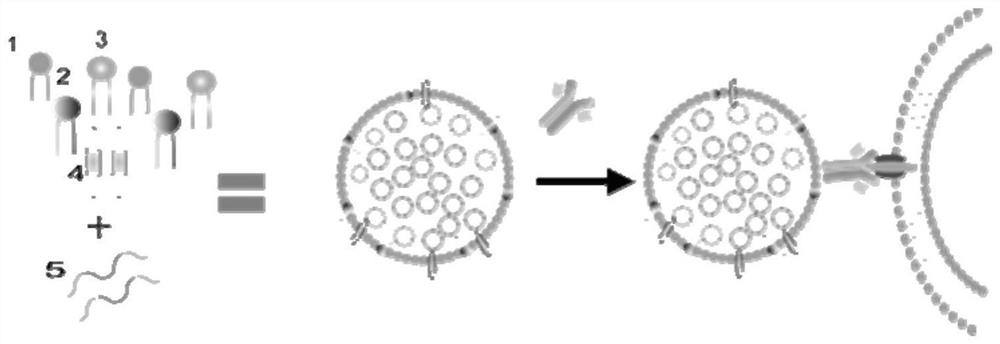 Lipid nanoparticle loaded with Olig2 messenger RNA (Ribonucleic Acid) and application of lipid nanoparticle