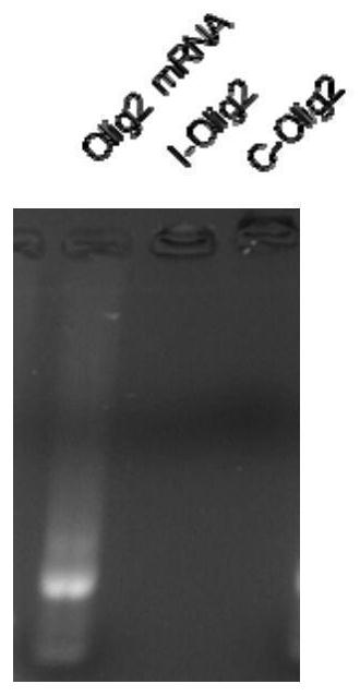 Lipid nanoparticle loaded with Olig2 messenger RNA (Ribonucleic Acid) and application of lipid nanoparticle