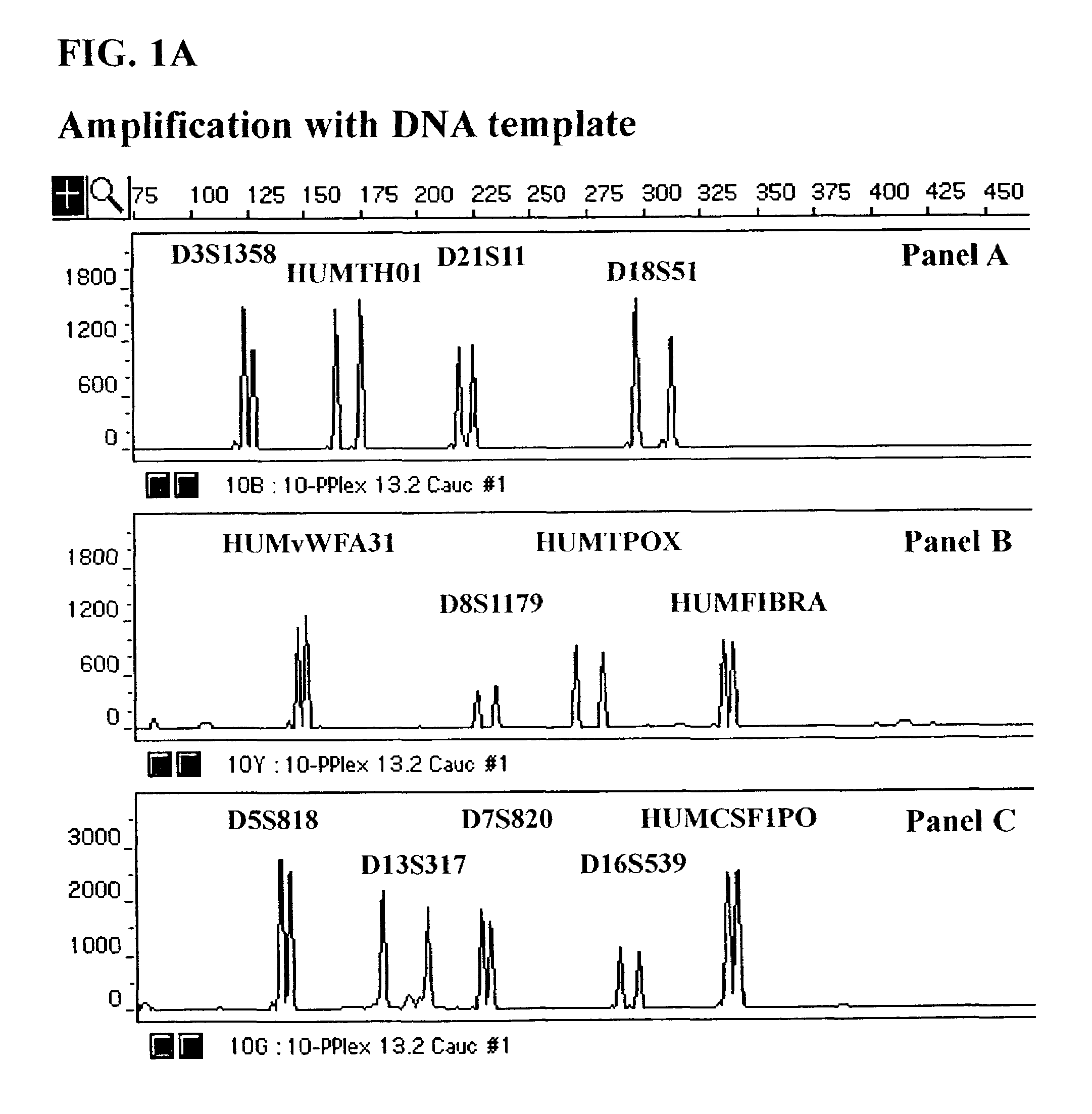 Multiplex amplification of short tandem repeat loci