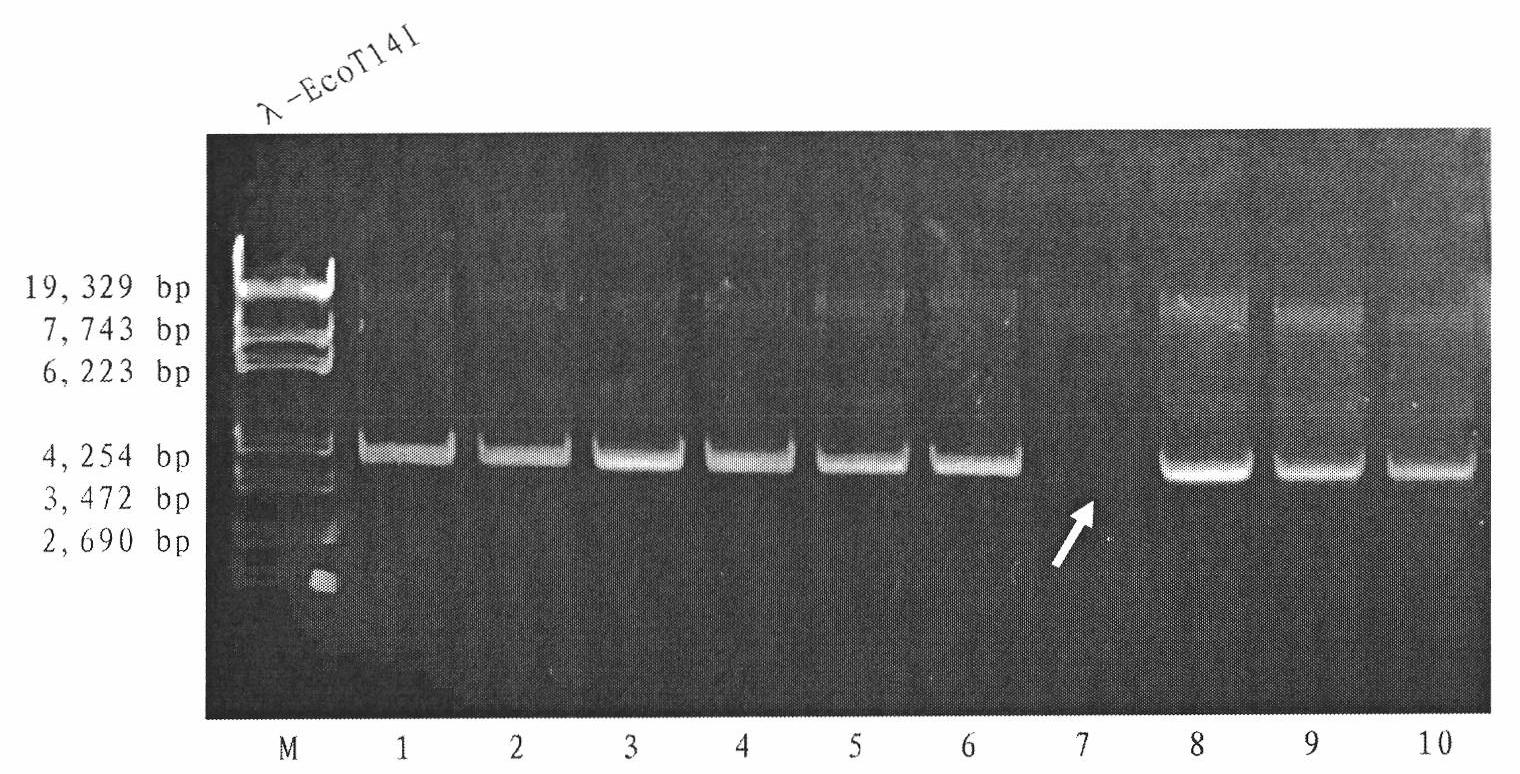 Pseudoalteromonas sp. and application thereof