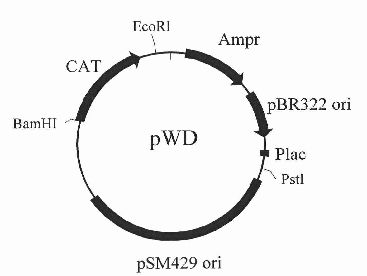 Pseudoalteromonas sp. and application thereof