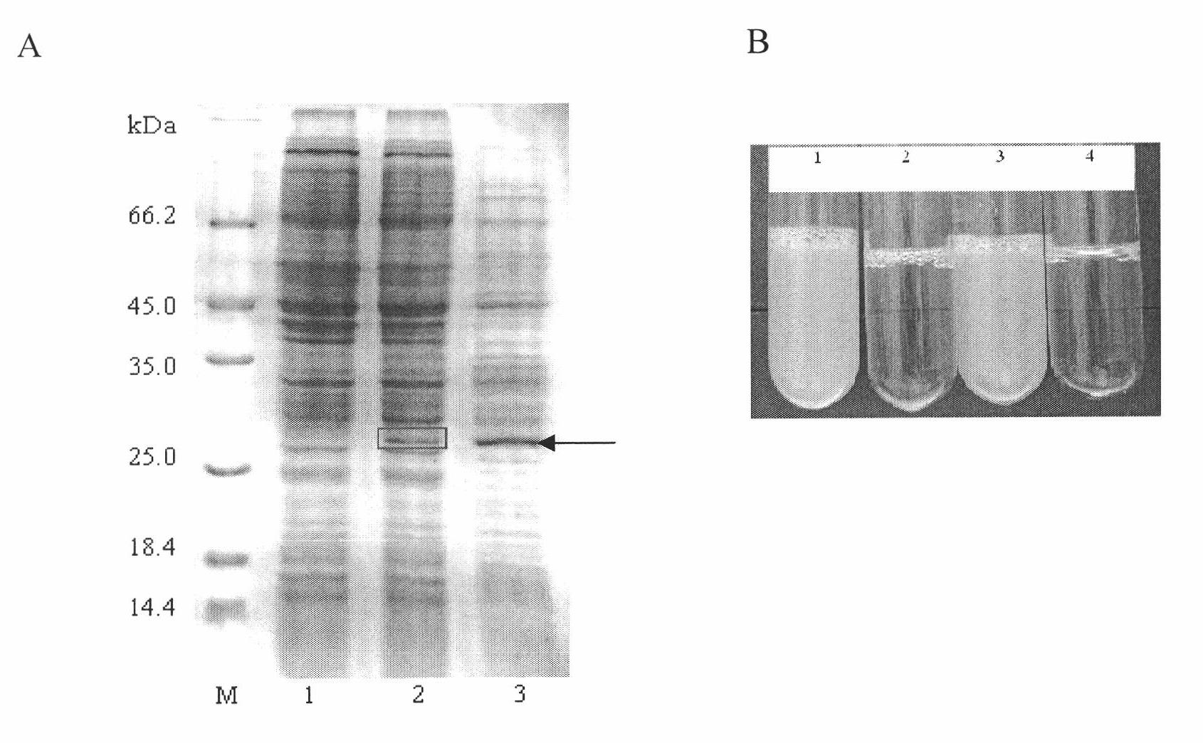 Pseudoalteromonas sp. and application thereof