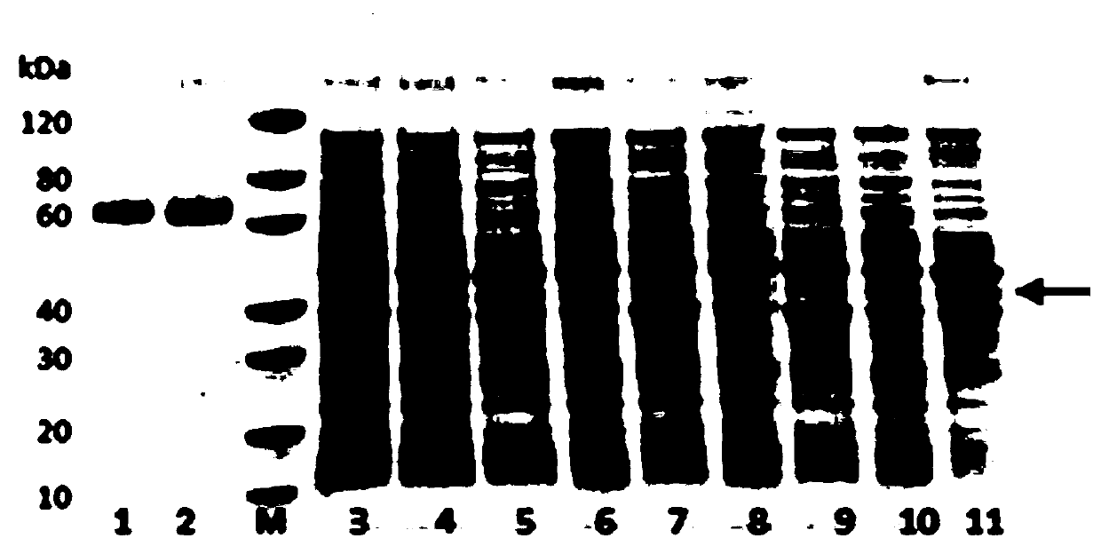 SOD-ELP fusion protein and preparation method thereof