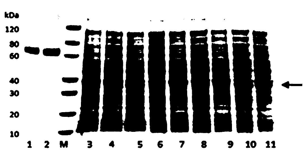 SOD-ELP fusion protein and preparation method thereof