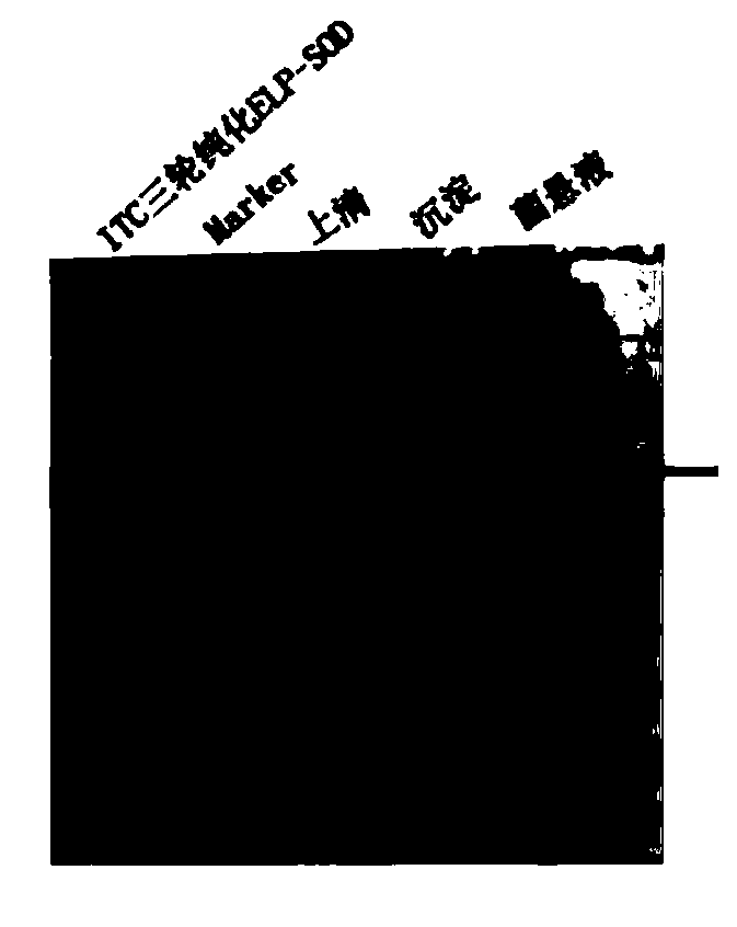 SOD-ELP fusion protein and preparation method thereof