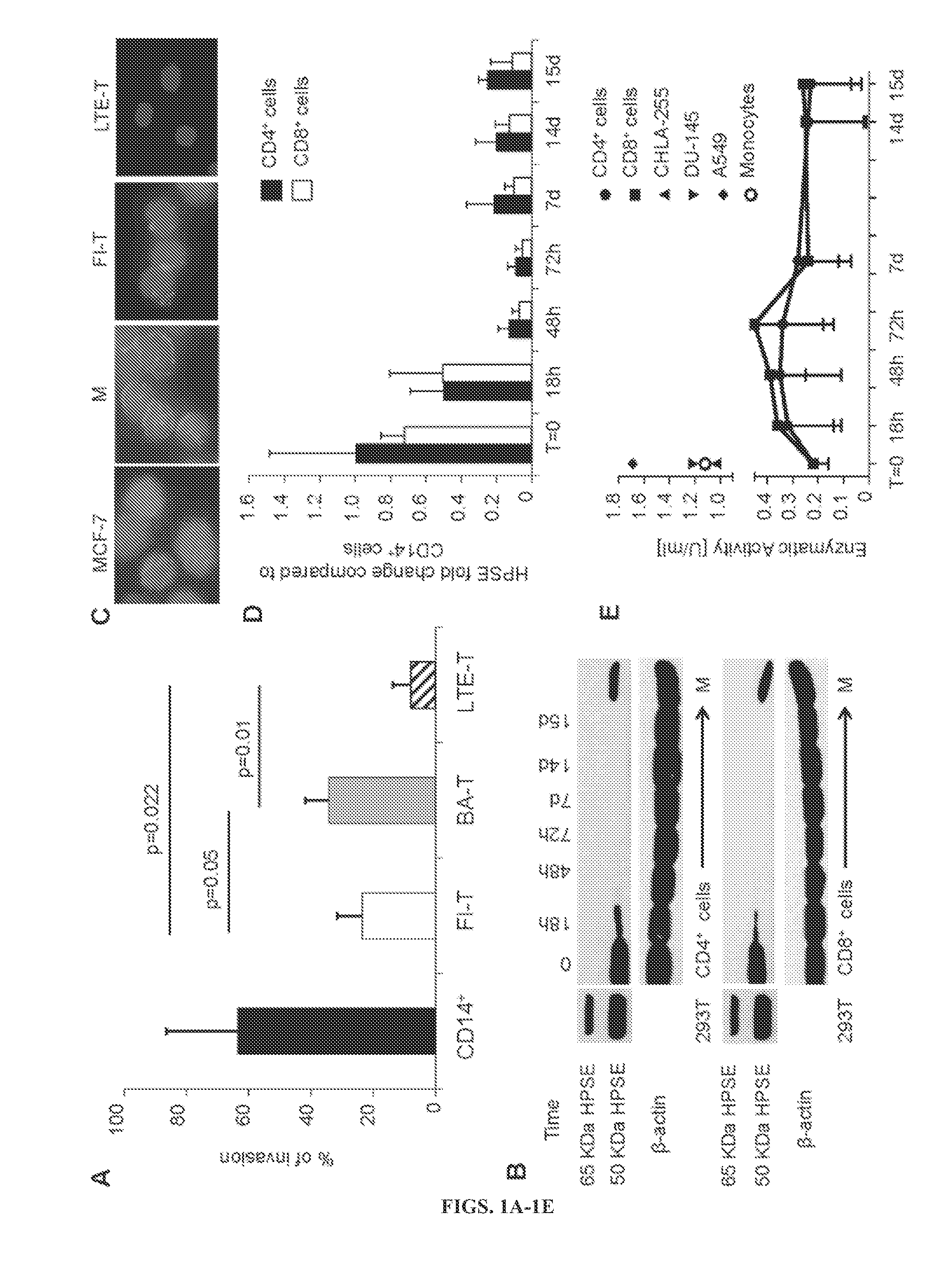 Heparanase expression in human t lymphocytes