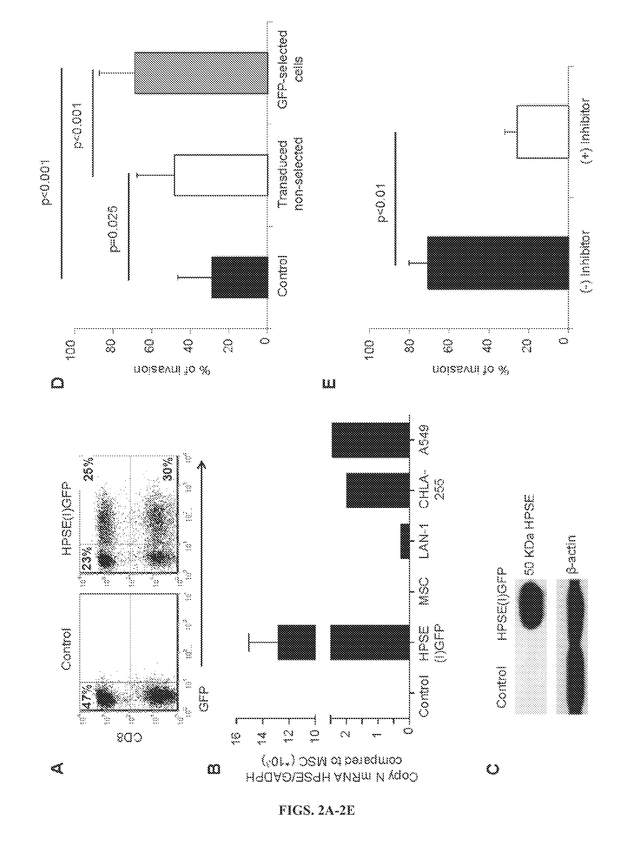 Heparanase expression in human t lymphocytes