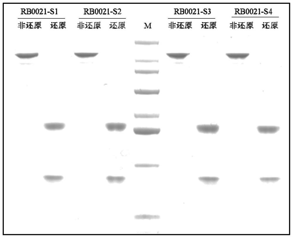 Anti-human CD38 humanized monoclonal antibody and application thereof