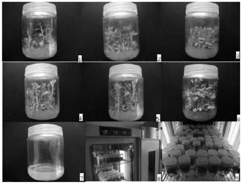 Primer groups, kit and method for detection of apple virus diseases