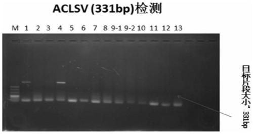 Primer groups, kit and method for detection of apple virus diseases