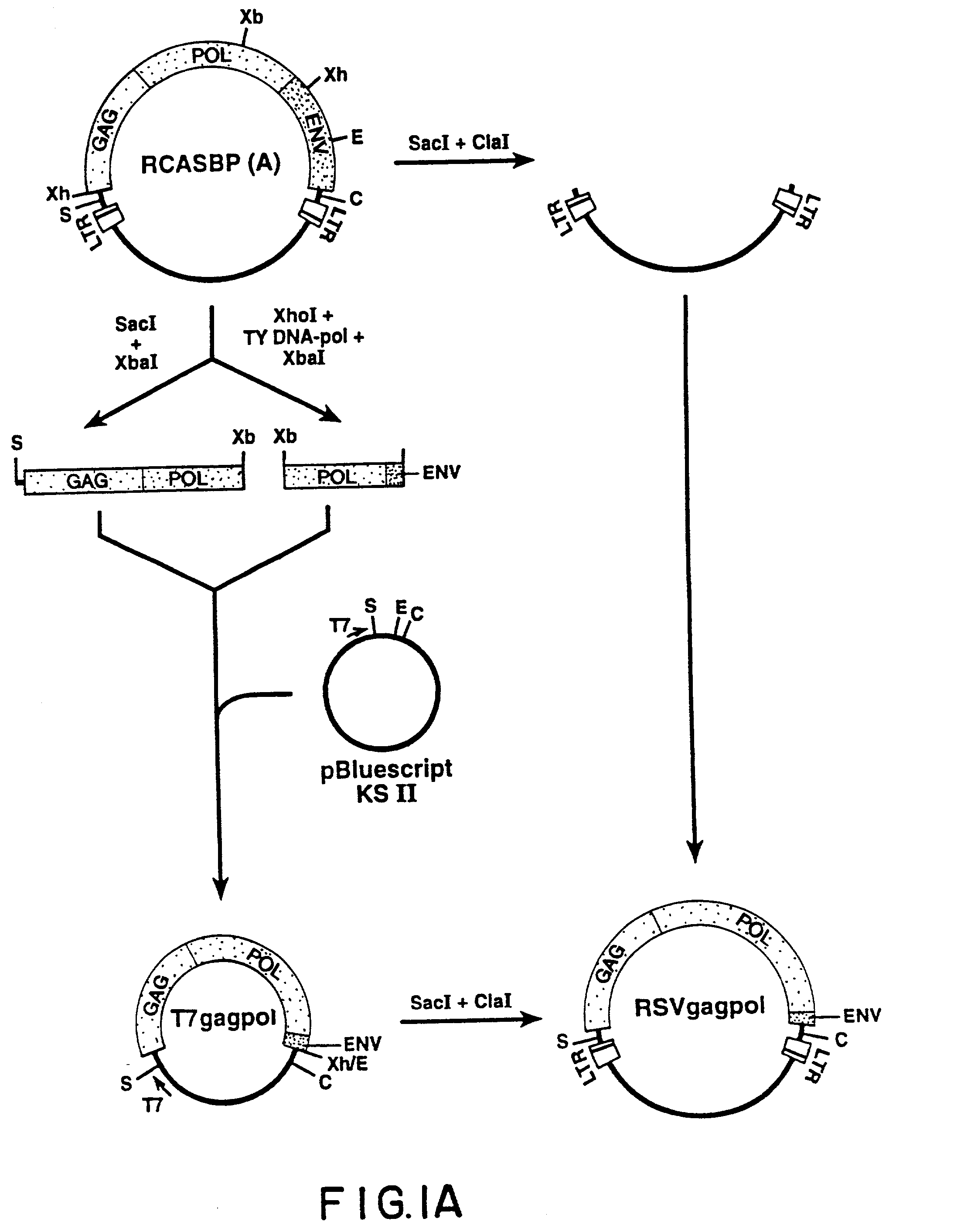 Retrovirus vectors derived from avian sarcoma leukosis viruses permitting transfer of genes into mammalian cells and therapeutic uses thereof