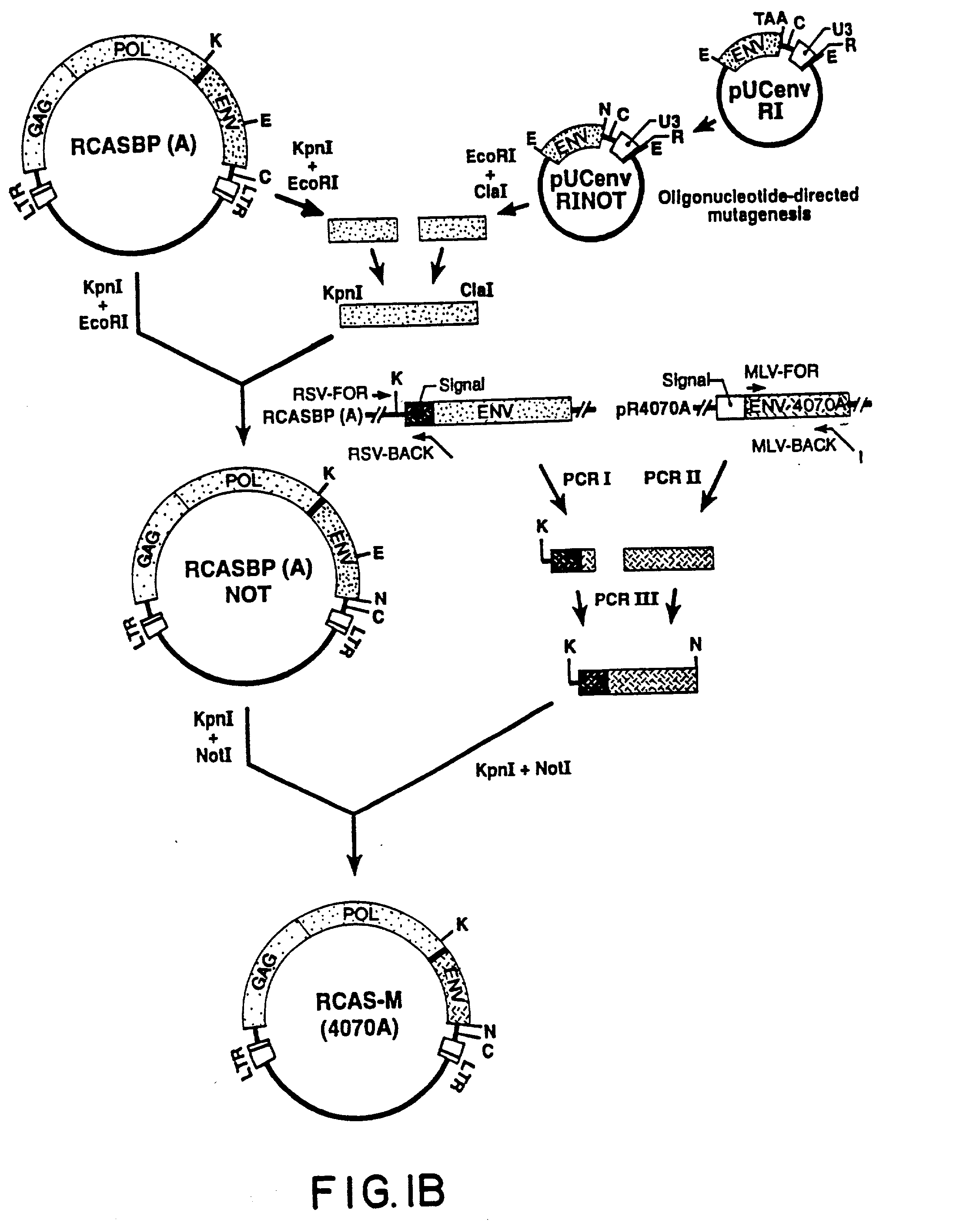 Retrovirus vectors derived from avian sarcoma leukosis viruses permitting transfer of genes into mammalian cells and therapeutic uses thereof