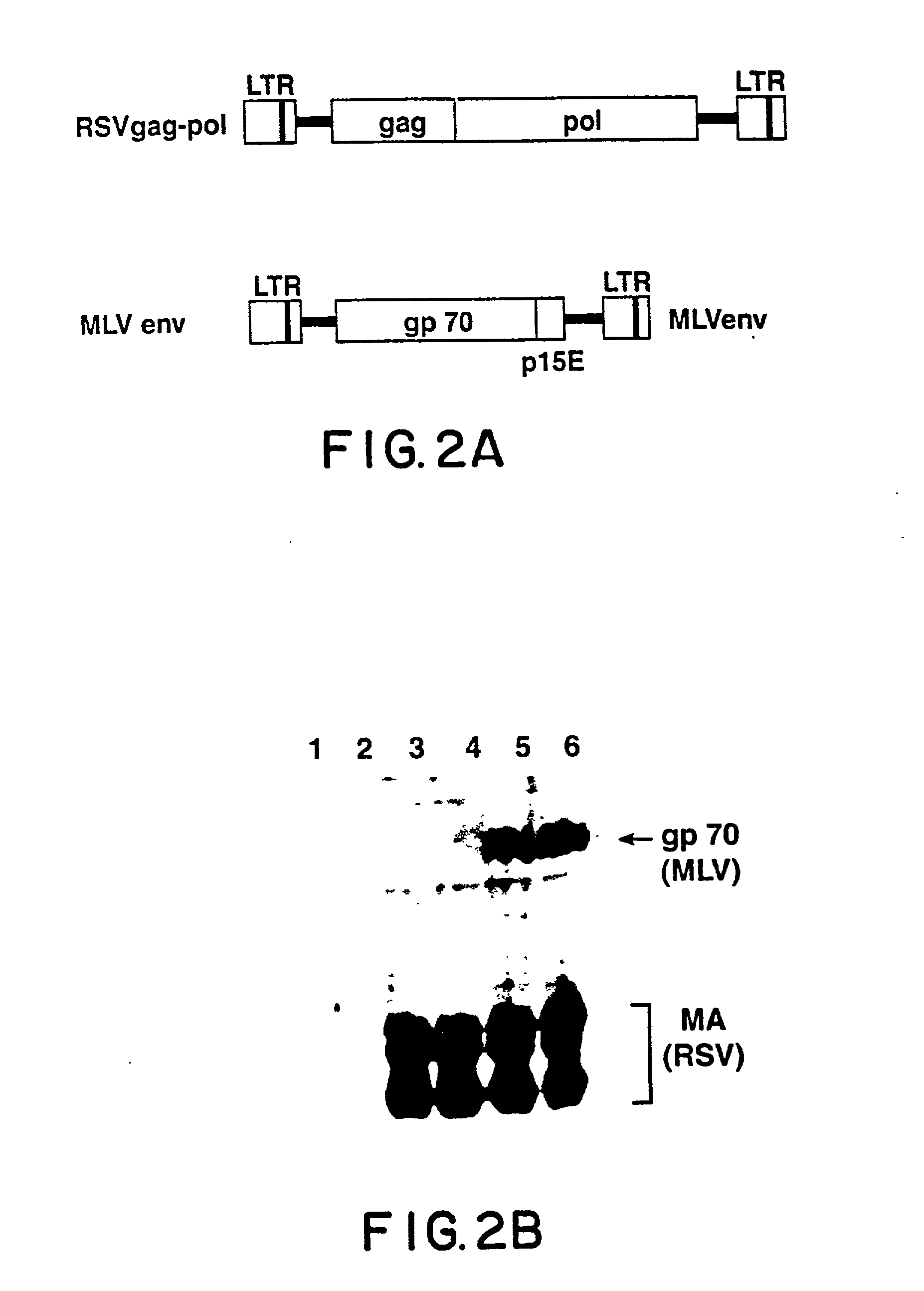 Retrovirus vectors derived from avian sarcoma leukosis viruses permitting transfer of genes into mammalian cells and therapeutic uses thereof