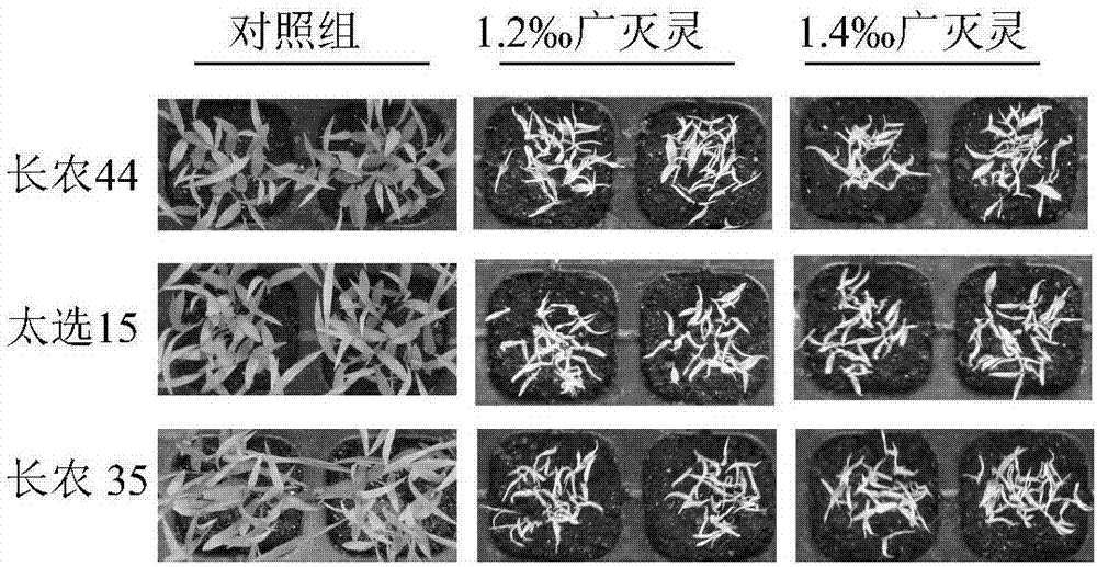 Setaria italica chemically-controlled seedling thinning method