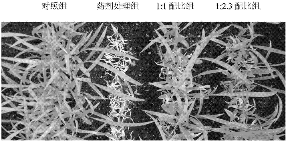 Setaria italica chemically-controlled seedling thinning method