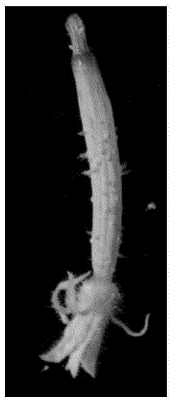 In-vitro regeneration method for cucumber ovary