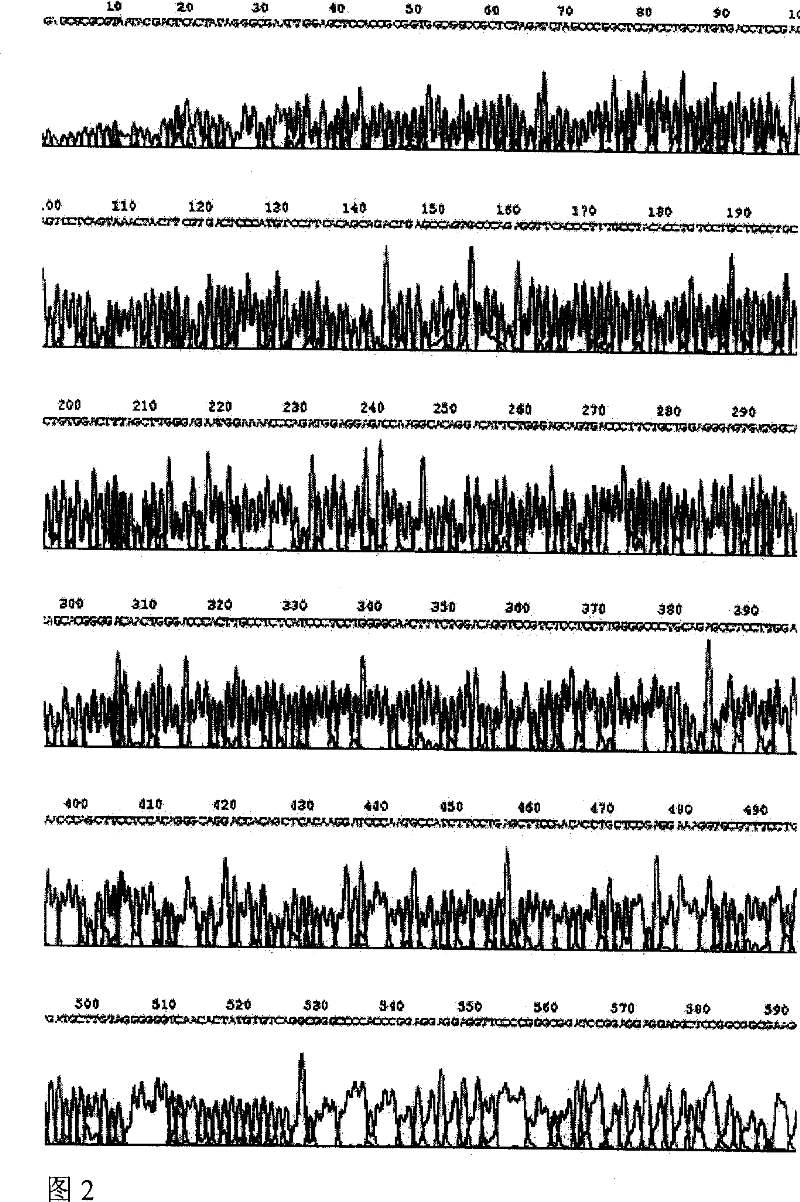 Recombinant human platelet auxin/dry cell factor fusion protein and preparation thereof