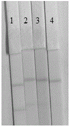 Three-in-one colloidal gold chromatography test strip for detecting thiamphenicol, chloramphenicol and florfenicol and its preparation method