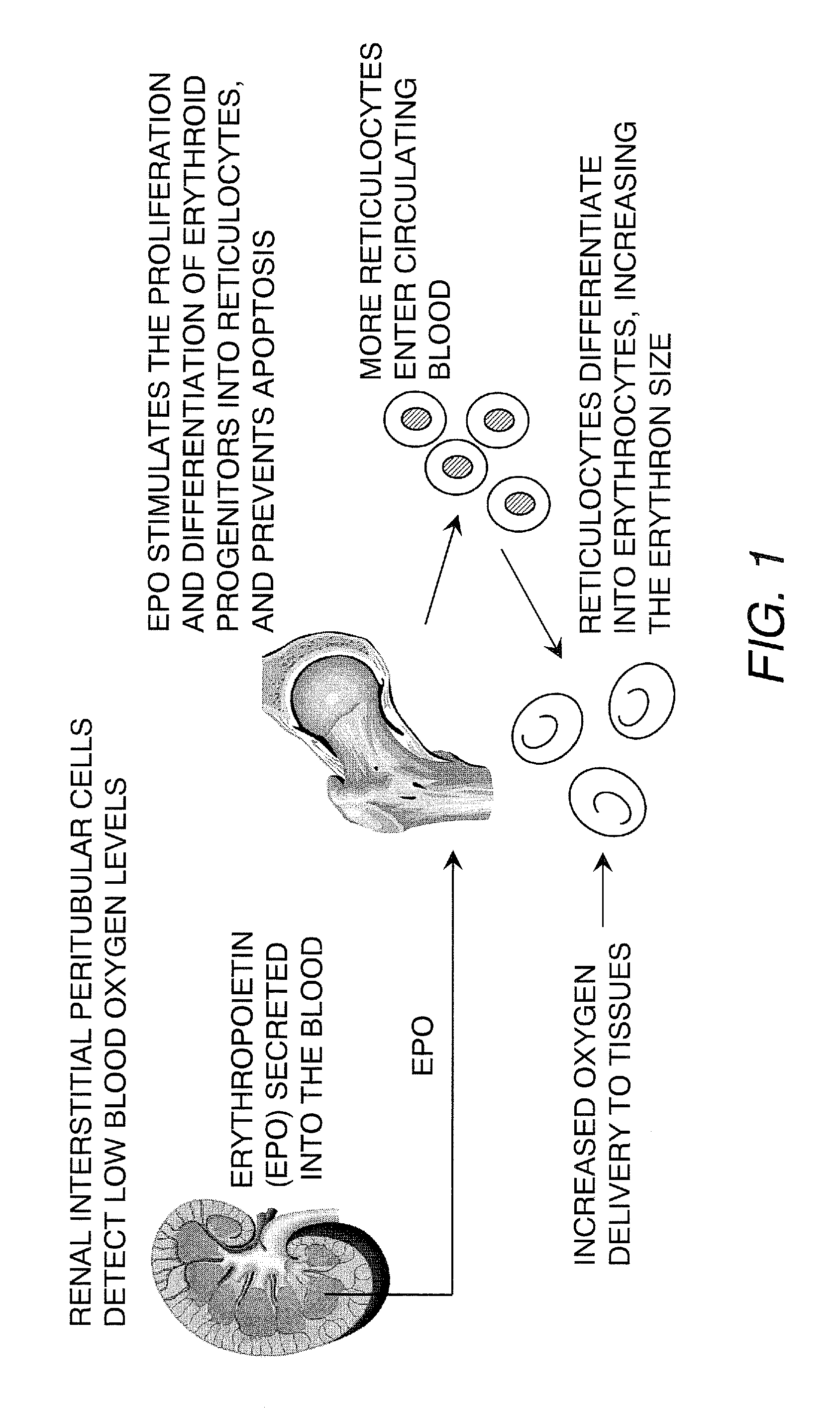 Kidney structures and methods of forming the same