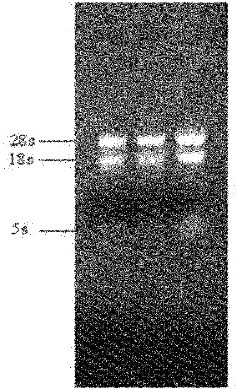 Method for constructing antagonistic yeast for preventing and controlling tomato gray mold