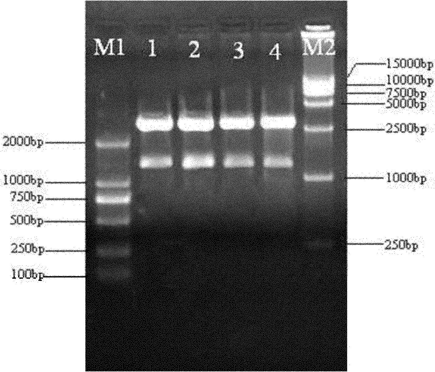 Method for constructing antagonistic yeast for preventing and controlling tomato gray mold