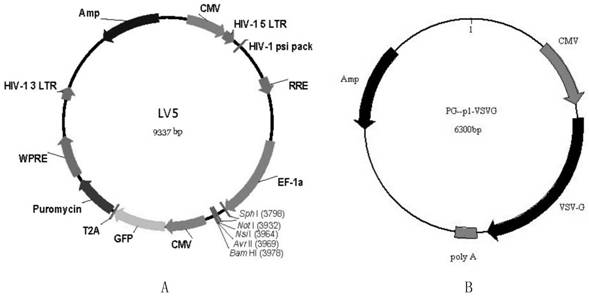 Novel long noncoding RNA gene and application thereof to preparation of reagent for detecting or diagnosing early melanosis