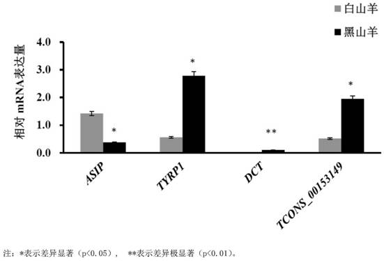 Novel long noncoding RNA gene and application thereof to preparation of reagent for detecting or diagnosing early melanosis