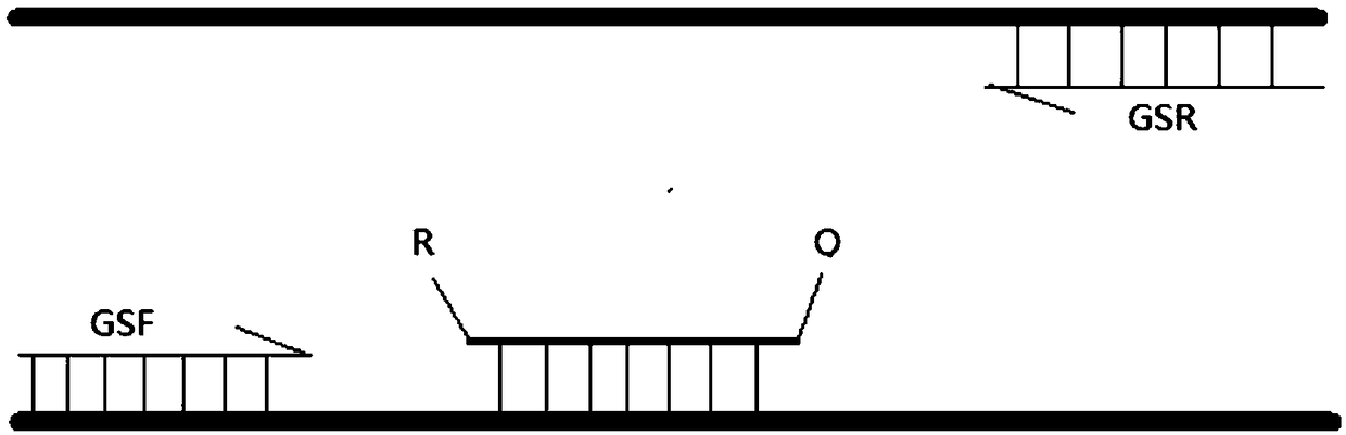 Probe and primer combination for digital PCR amplification and design method of probe and primer combination