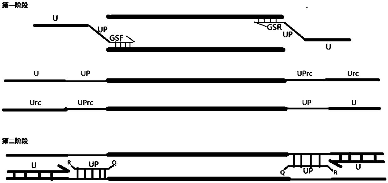 Probe and primer combination for digital PCR amplification and design method of probe and primer combination