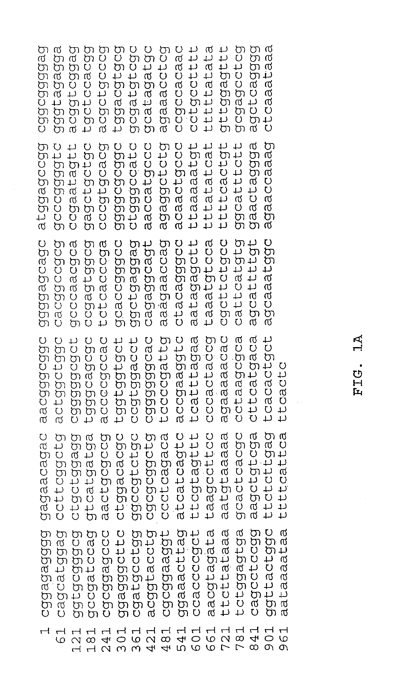 P16 expression constructs and their application in cancer therapy