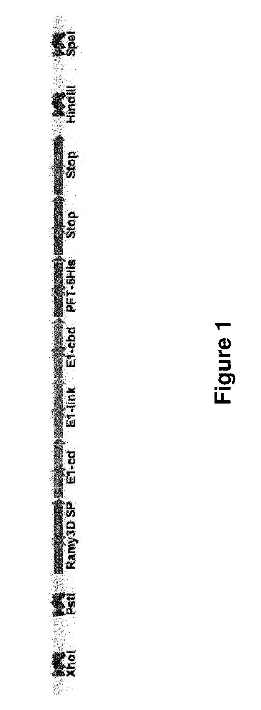 Production of cellulase enzymes in plant hosts using transient agroinfiltration