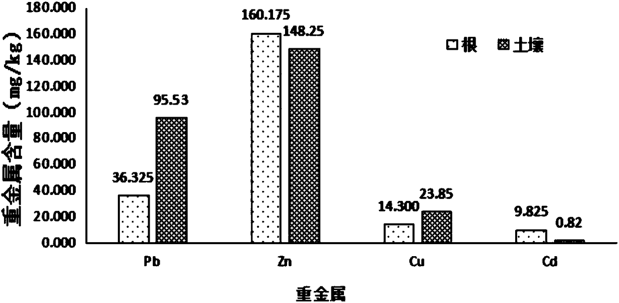 Method for repairing heavy metal contaminated soil by Chinese yews