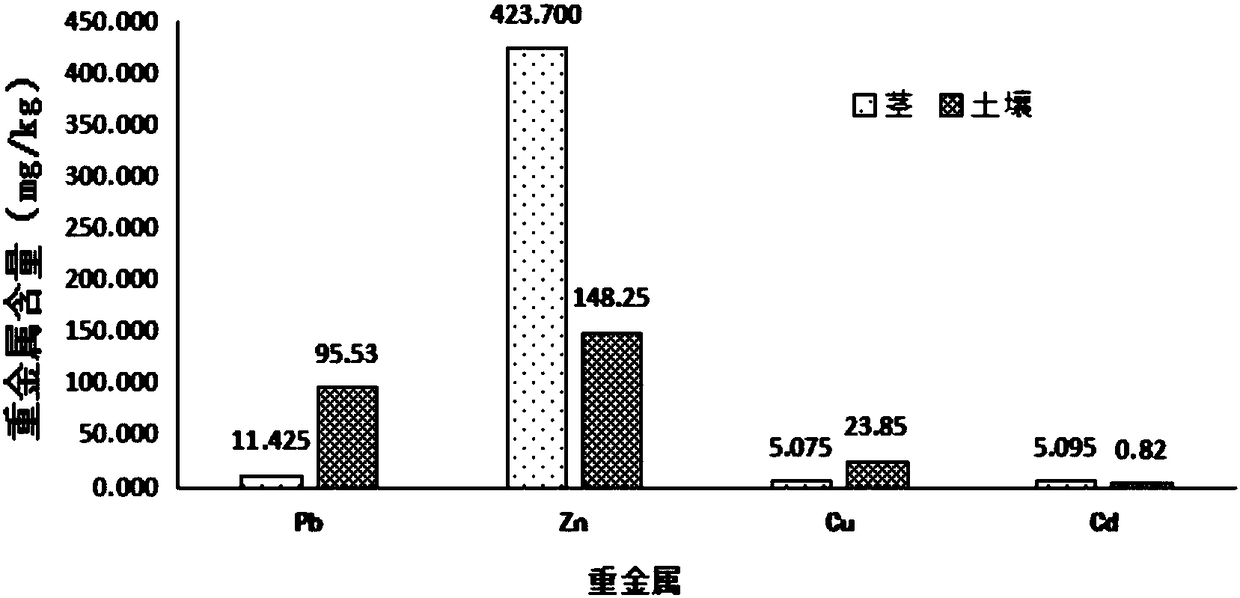 Method for repairing heavy metal contaminated soil by Chinese yews